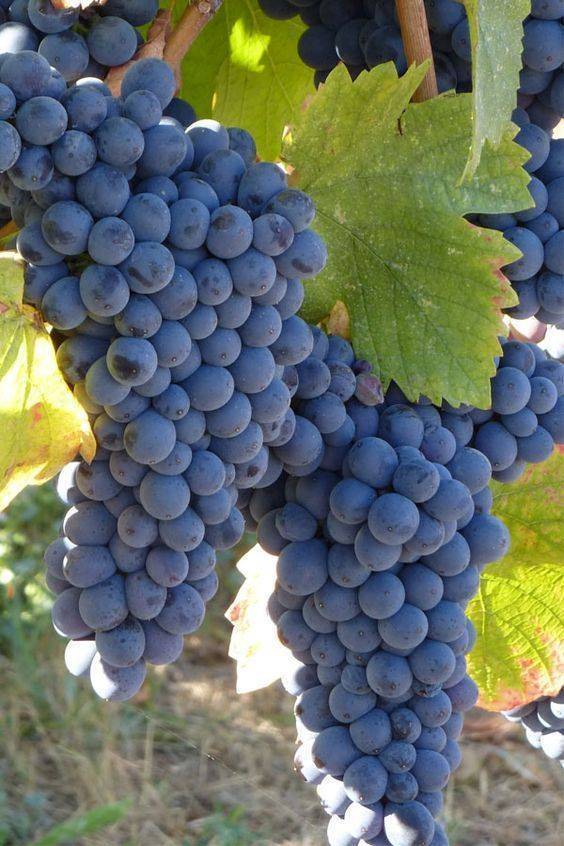 Mor Üzümün Antalya’daki Hikayesi Hangi İlçelerde Yetişir, Ne Zaman Yenir 1